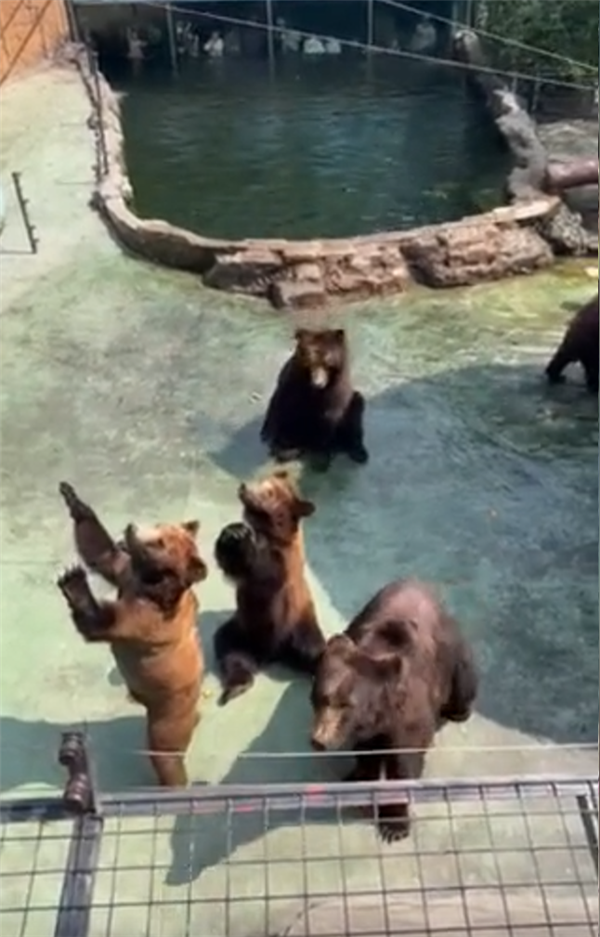 苹果iPhone掉熊窝被叼走 第一视角记录血盆大口