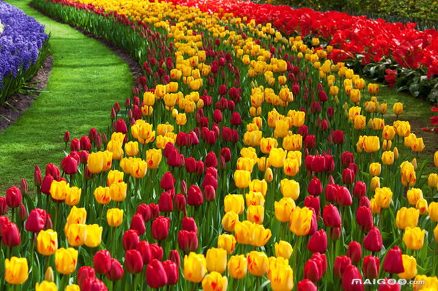 世界十大最美花海