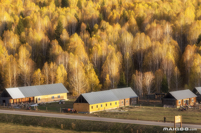 中国十大白桦林