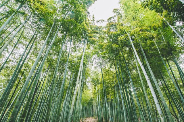 中国十大著名竹海